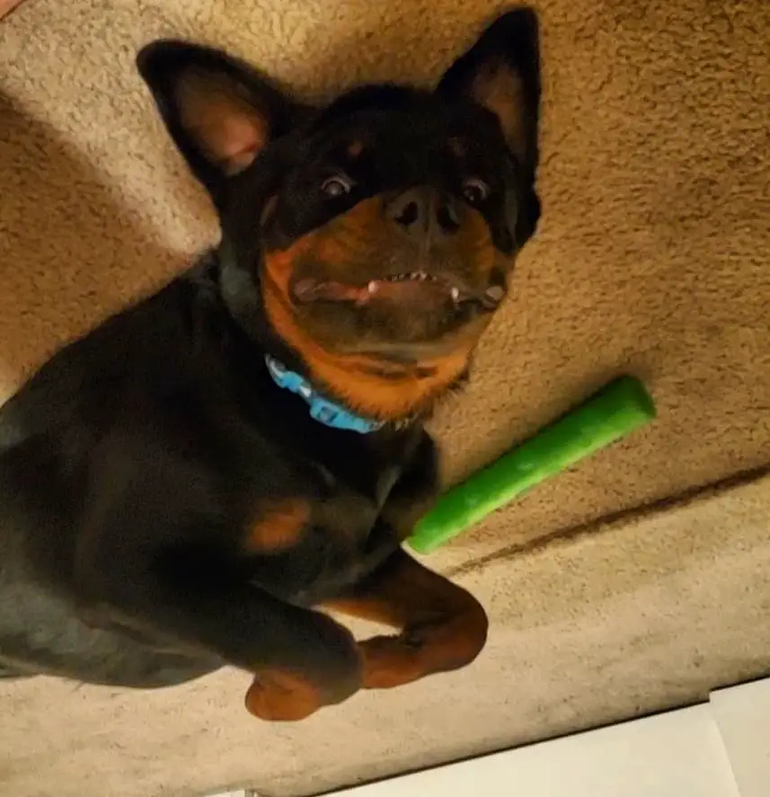 Rottweiler lying on its back while smiling on the floor