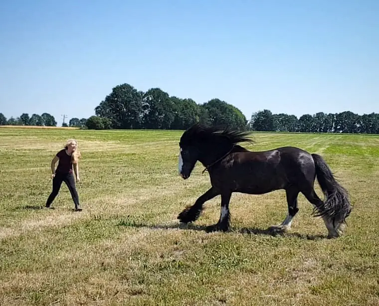 black Horse running towards the girl in the field
