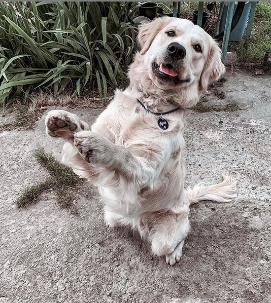 A white Golden Retriever sitting pretty while smiling