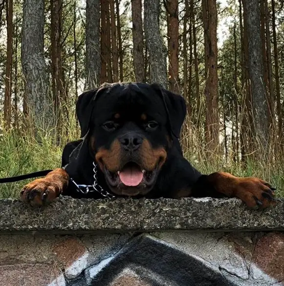 Rottweiler lying on on the ground