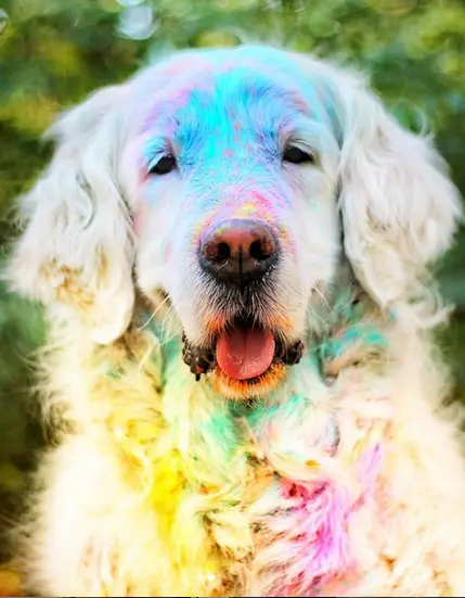 A Golden Retriever in the garden with colorful powder on its fur