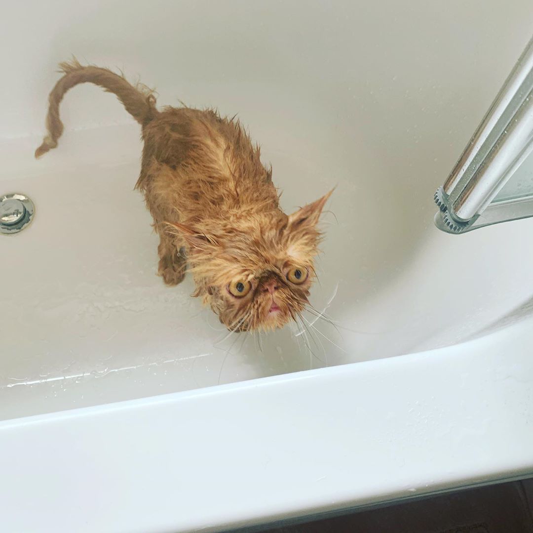 A wet yellow Persian Cat standing inside the bathtub