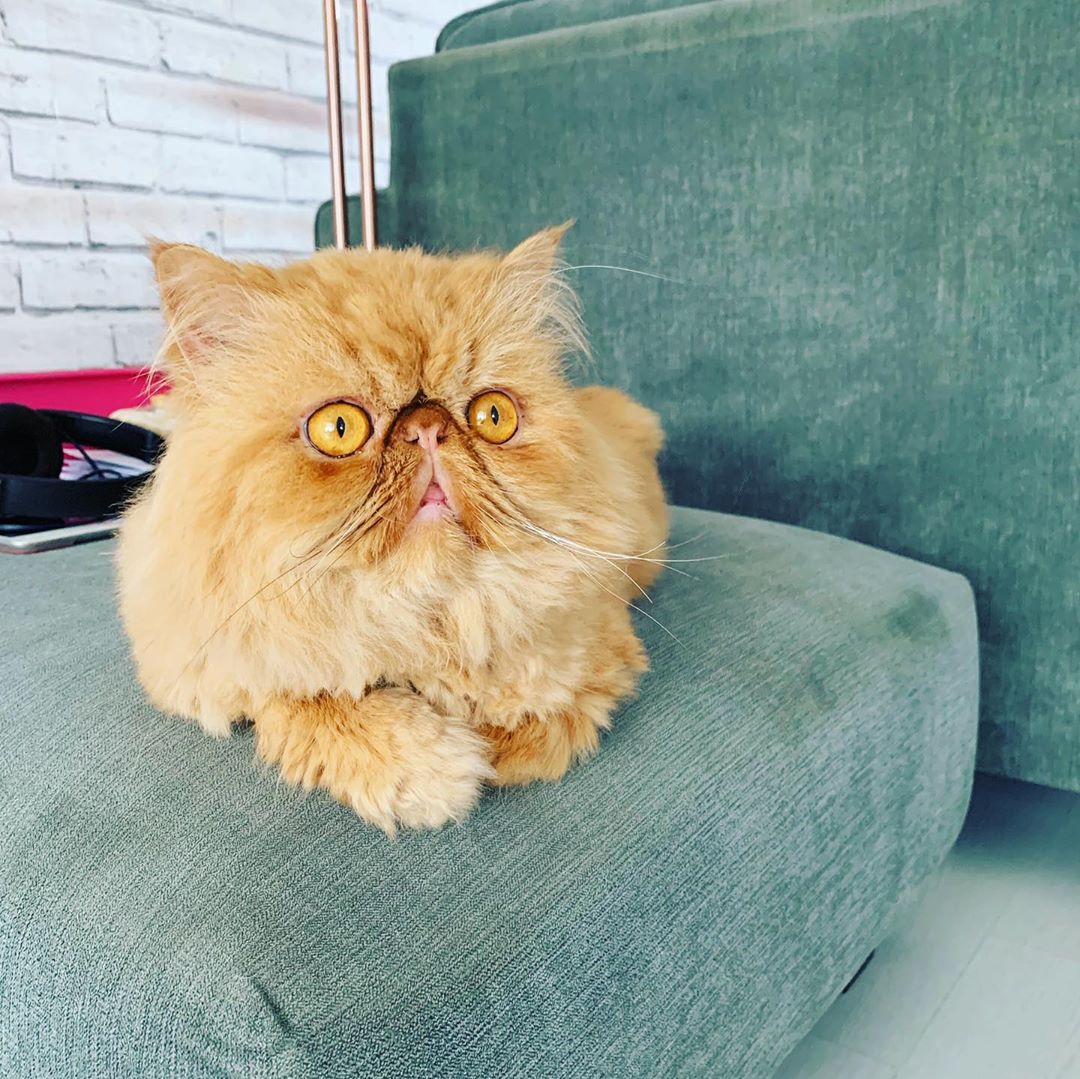 A yellow Persian Cat lying on top of the couch