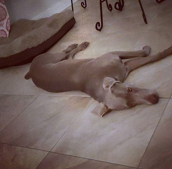 A Weimaraner lying on the floor