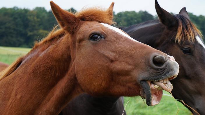 a horse sticking its tongue out