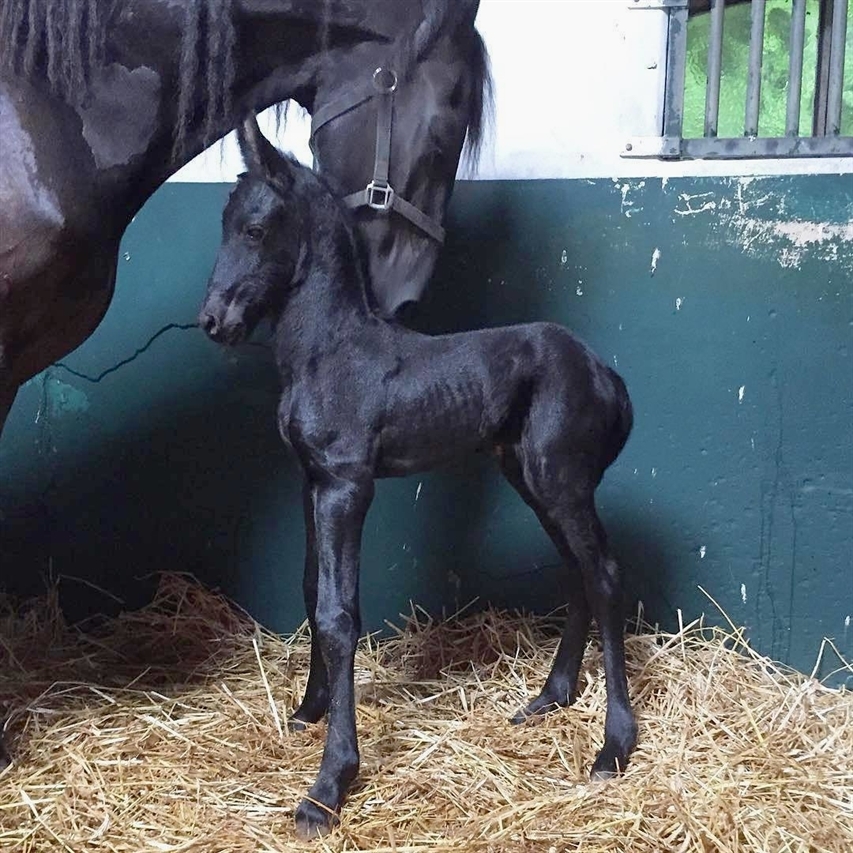 black adult horse licking its baby horse