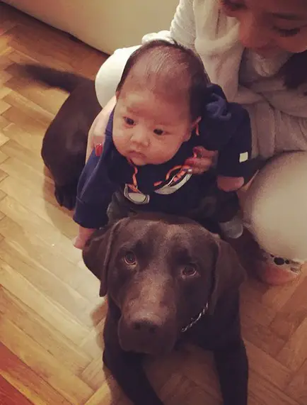 A Labrador lying on the floor while a woman is putting a baby on the labradors back