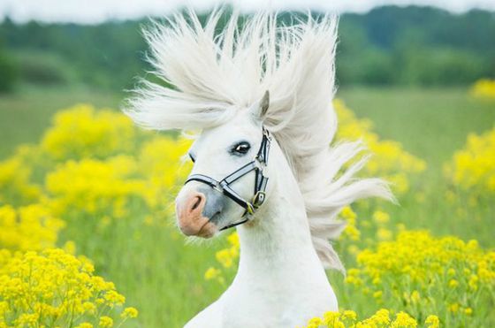 a white horse with its hair flying with the wind in the filed of yellow flowers
