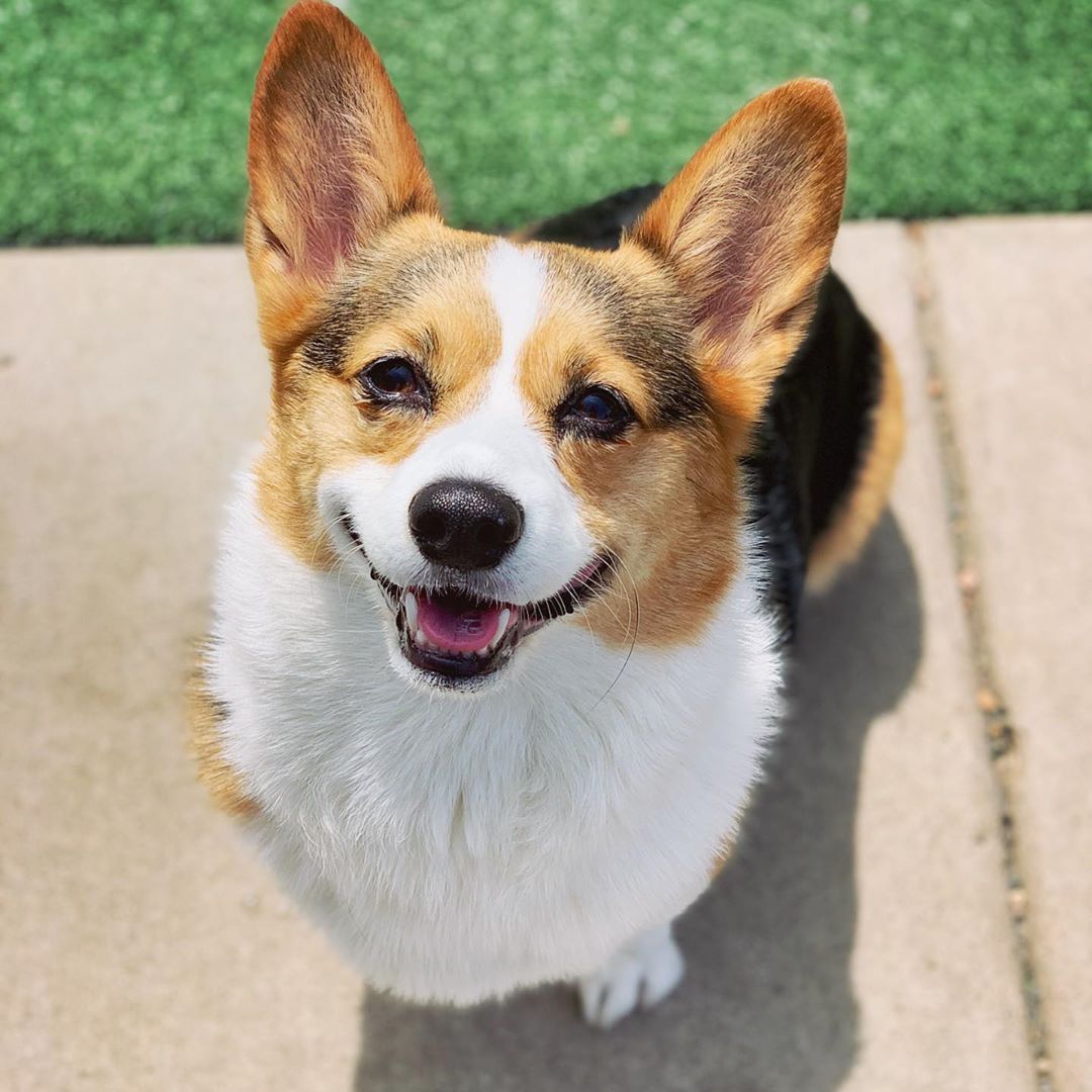 A Corgi sitting on the pavement while looking up and smiling under the sun