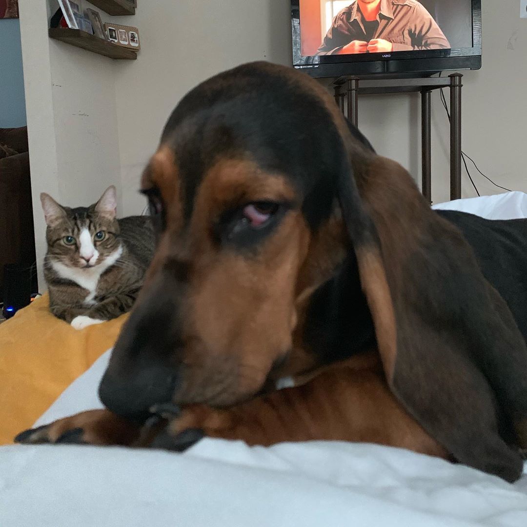A Basset Hound lying on the bed with a cat behind him