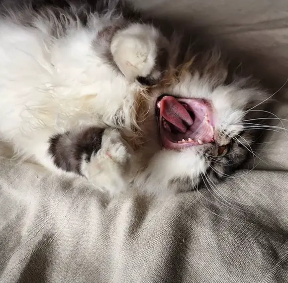 Persian Cat lying on the bed while yawning