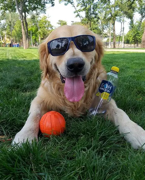 Golden Retriever lying on the green grass with a water bottle and a ball while wearing sunglasses.