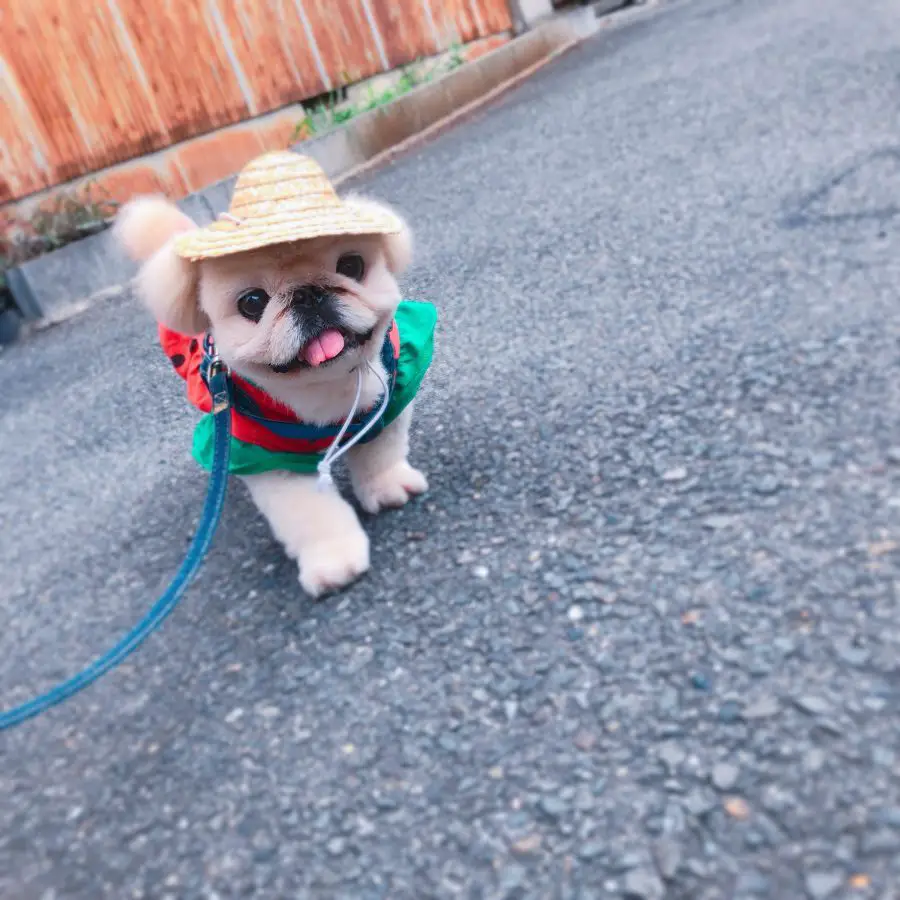 A Pekingese in summer outfit while standing on the pavement
