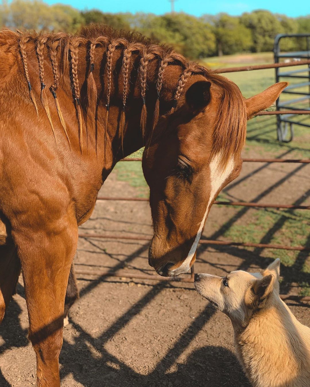 brown horse with braids sniffing a dog