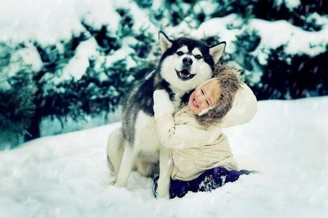 A Husky sitting in snow while being hugged by a young girl