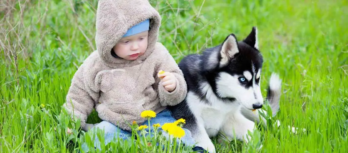 A Husky puppy sitting on the grass next to to kid