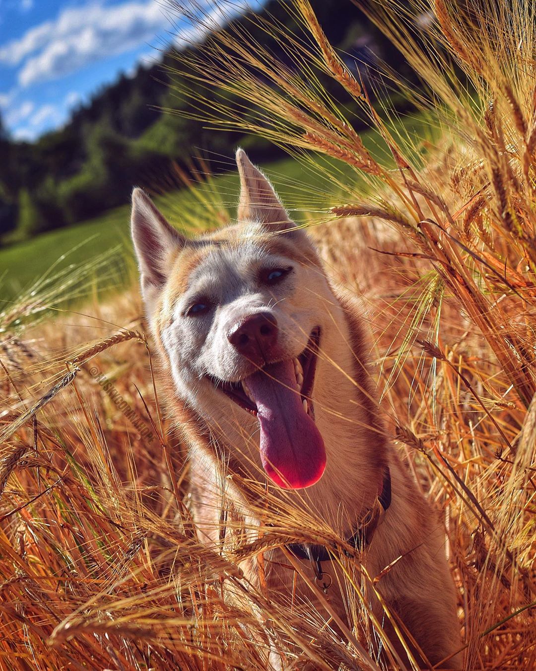 A Husky in the filed while smiling with its tongue out