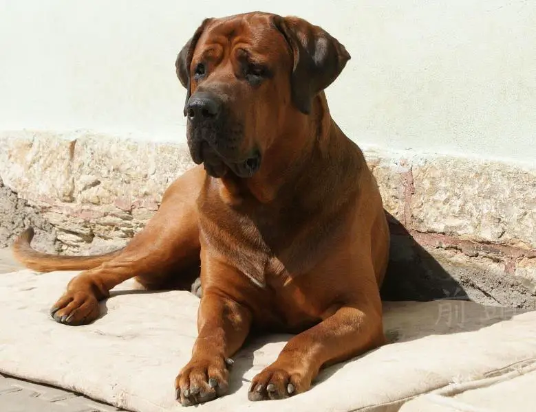 A Japanese Mastiff lying on its bed outdoors under the sun