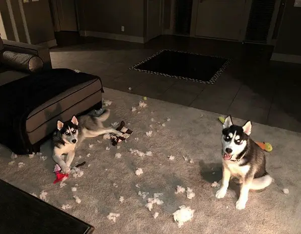 two Huskies sitting on the floor with torn foam fillers around them