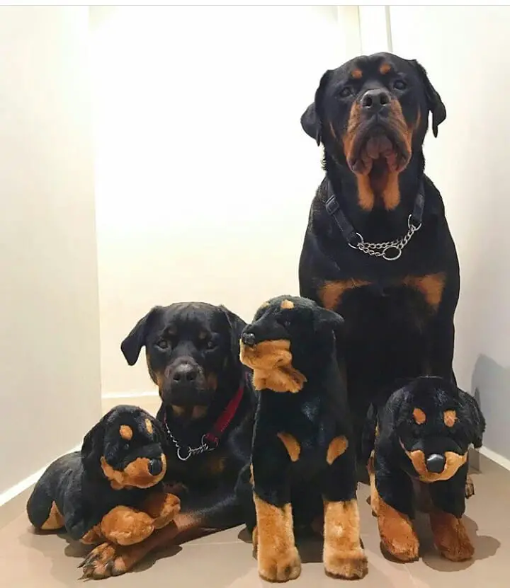 two adult Rottweilers behind three Rottweiler puppy stuffed toys