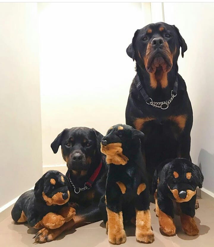 two adult Rottweilers behind three Rottweiler puppy stuffed toys