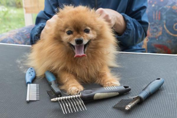 A Pomeranian lying on top of the grooming table with a person fixing its hair