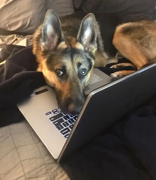 A German Shepherd lying on the bed with its side face on the laptop