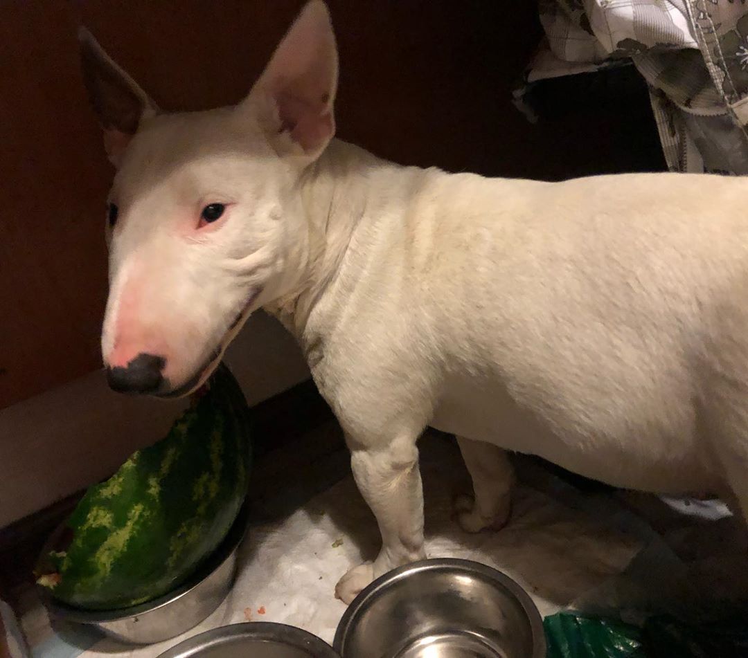 A Bull Terrier standing in the kitchen with a watermelon on a bowl in front of him