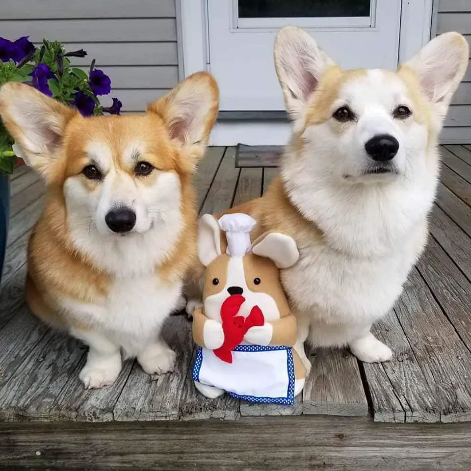 two Corgis sitting in the front porch with a mouse chef stuffed toy in between them