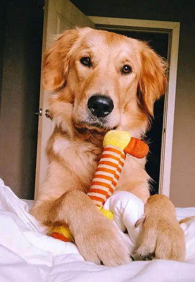 A yellow Golden Retriever lying on the bed with its stuffed toy