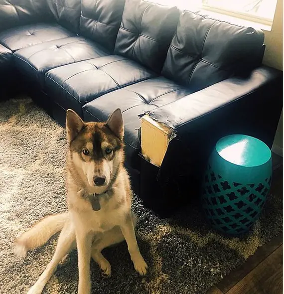 A Husky sitting on the next to the torn arm of the couch