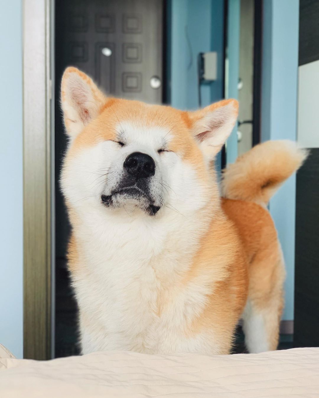 An Akita Inu standing behind the foot of the bed with its eyes closed