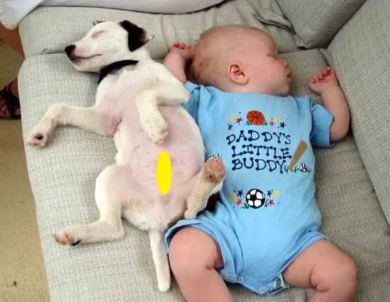 A baby sleeping on the couch next to a Jack Russell puppy