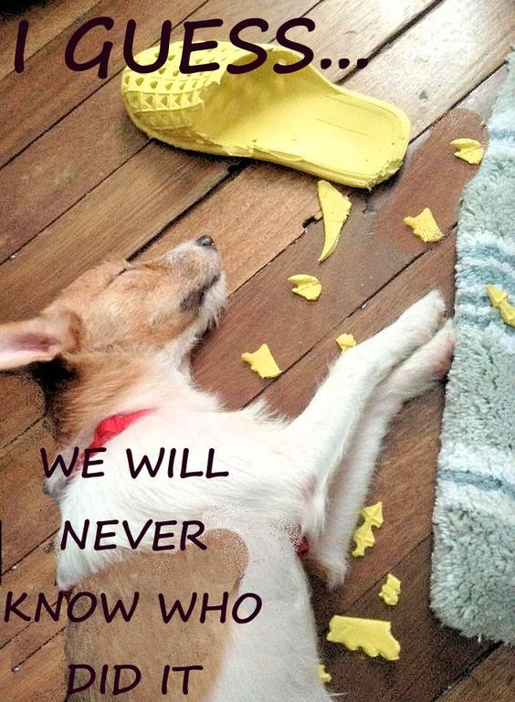 photo of a Jack Russell sleeping on the wooden floor with torn slipper and with text - I guess... we will never know who did it