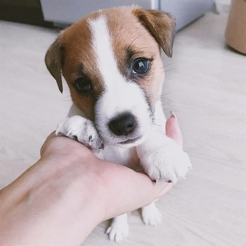A Jack Russell puppy leaning towards the hand of a woman