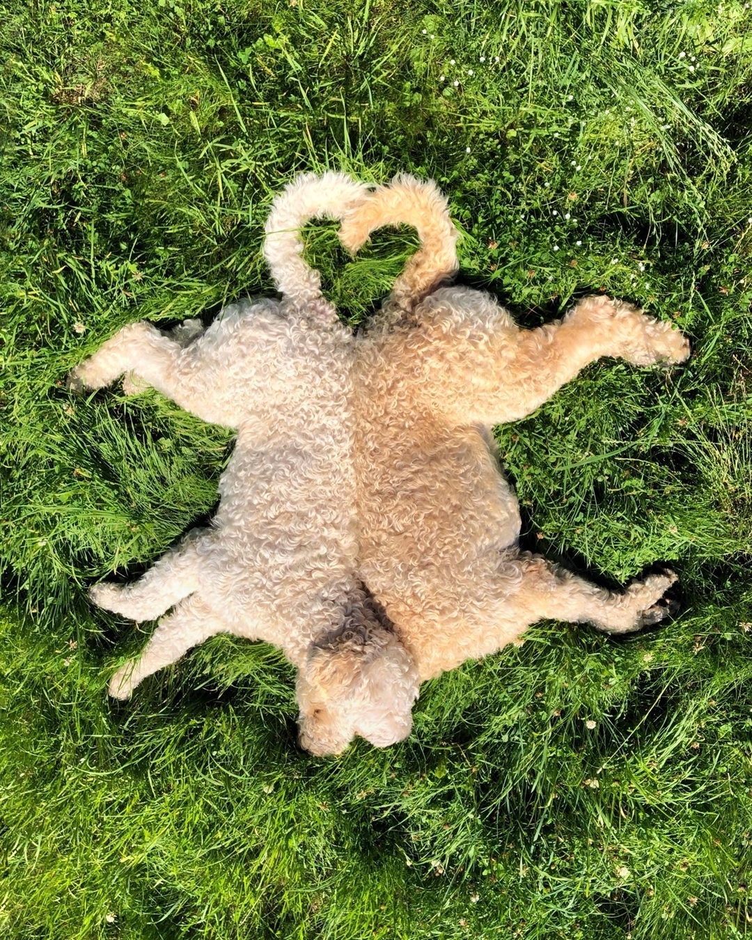 two Poodles lying back to back in the grass with their tails shaped into heart