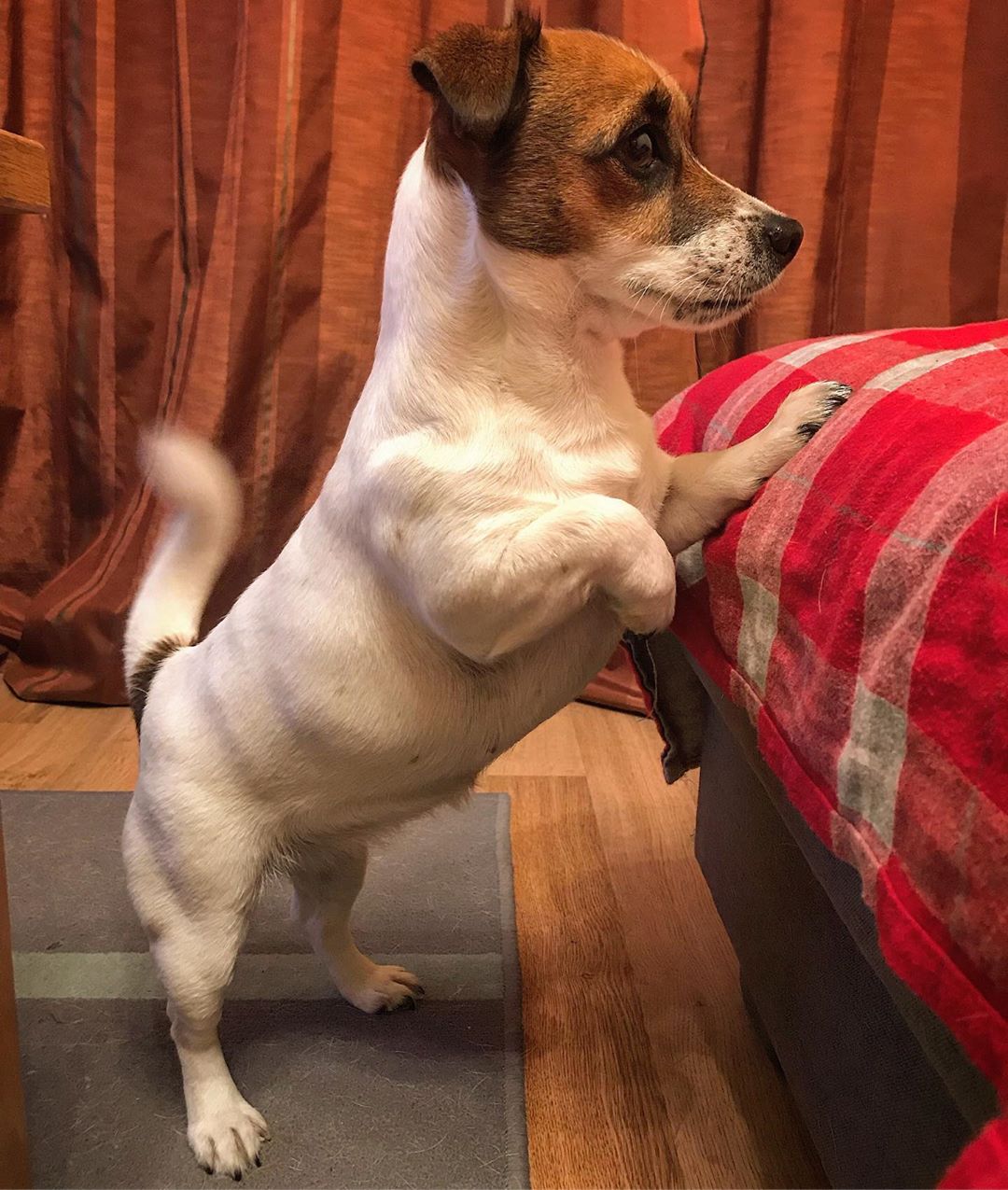 A Jack Russell standing up on the foot of the bed