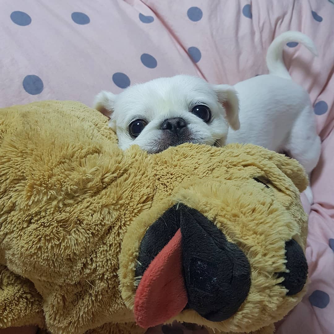 A Pekingese puppy lying on the bed behind a large teddy bear stuffed toy