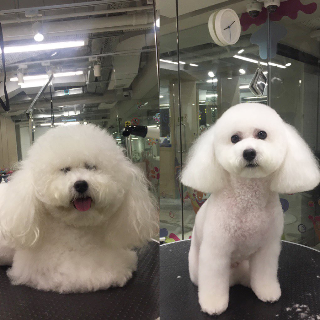before and after collage photo of a Bichon Frise having a haircut