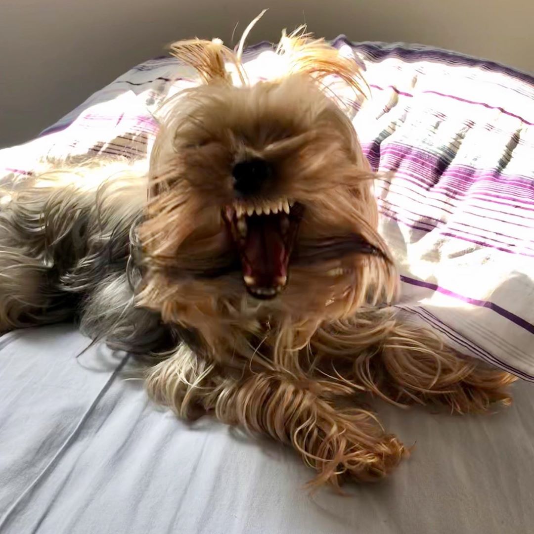 An angry Yorkshire Terrier lying on the bed