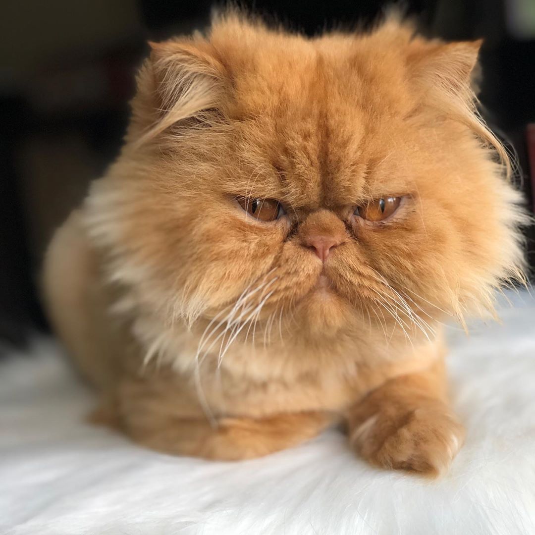 A yellow Persian Cat lying on top of the bed with its grumpy face