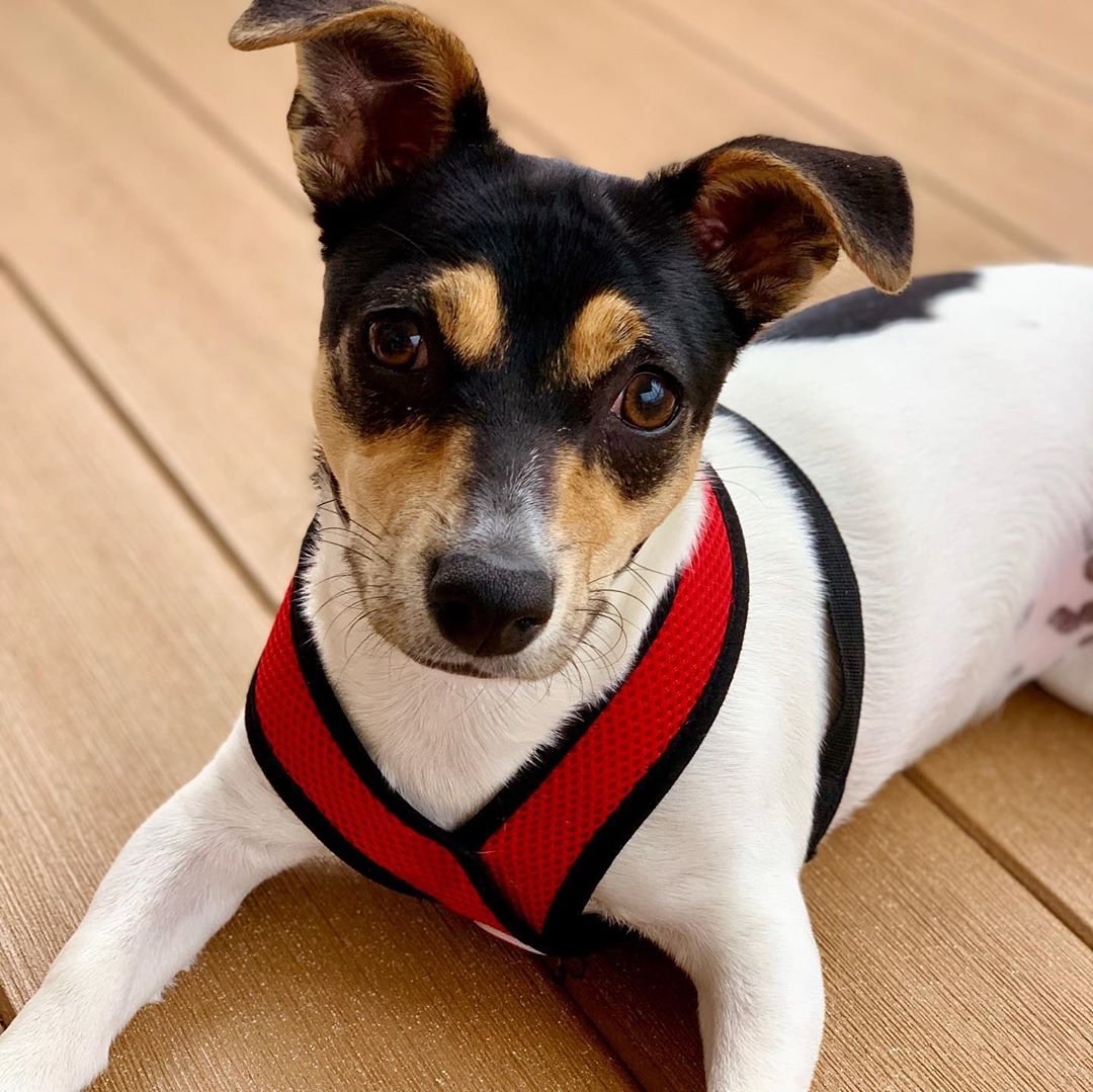 A Jack Russell lying on the wooden floor