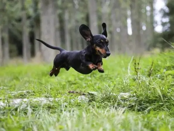 Dachshund jumping over the green grass