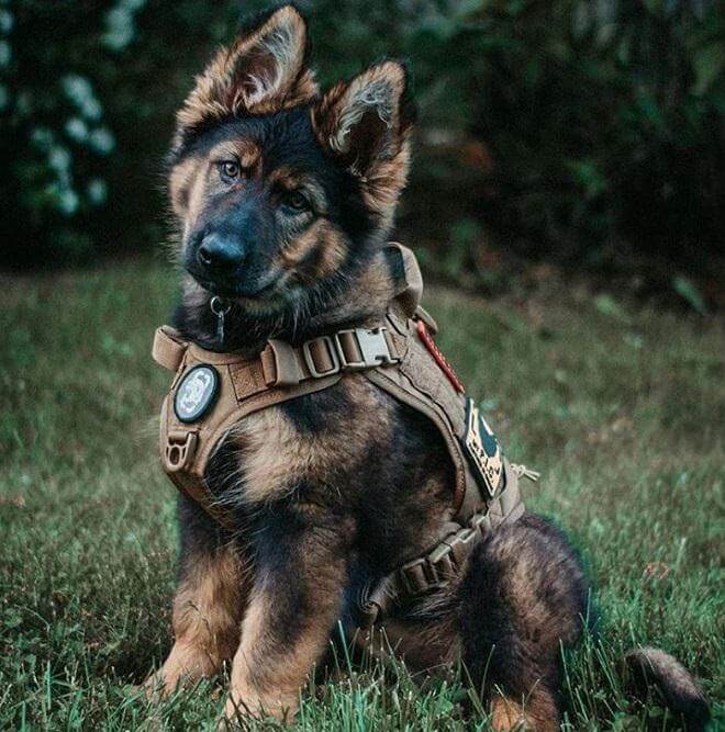 Top 180 Best Military Dog Names - The Ultimate List | The Paws