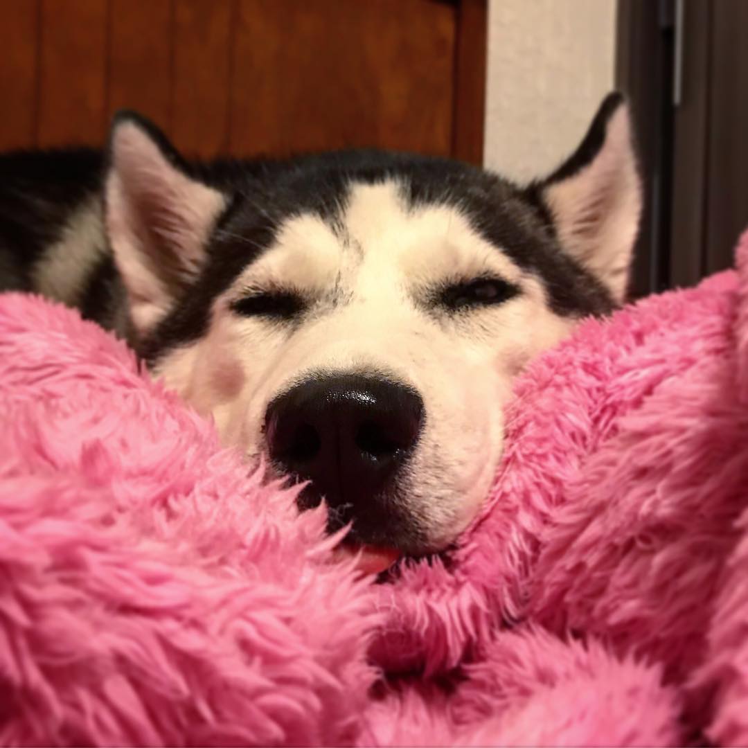 A tired Husky lying on its bed