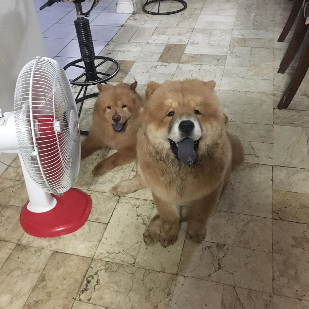 two Chow Chows sitting on the floor in front of the electric fan