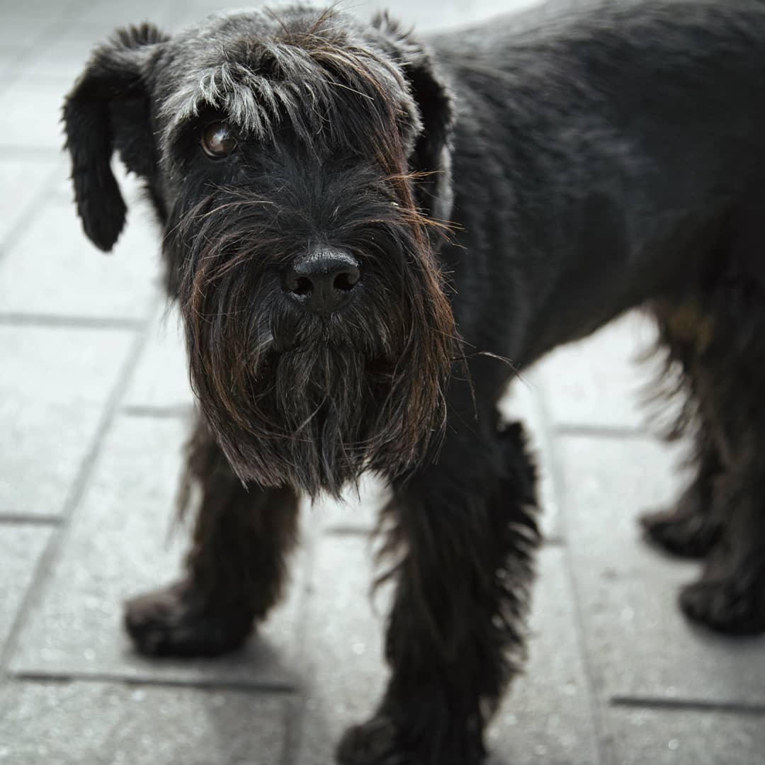 black Schnauzer standing on the pavement