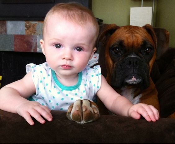 A toddler standing on top of the couch next to a Boxer
