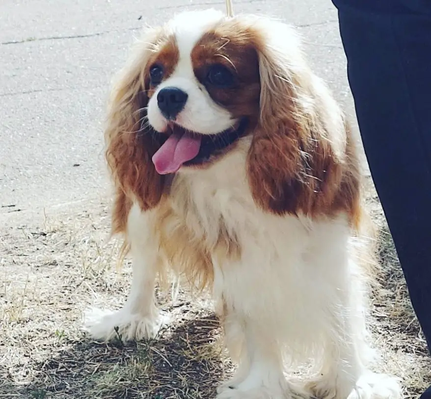 a happy Cavalier King Charles Spaniel standing on the ground next to its owner