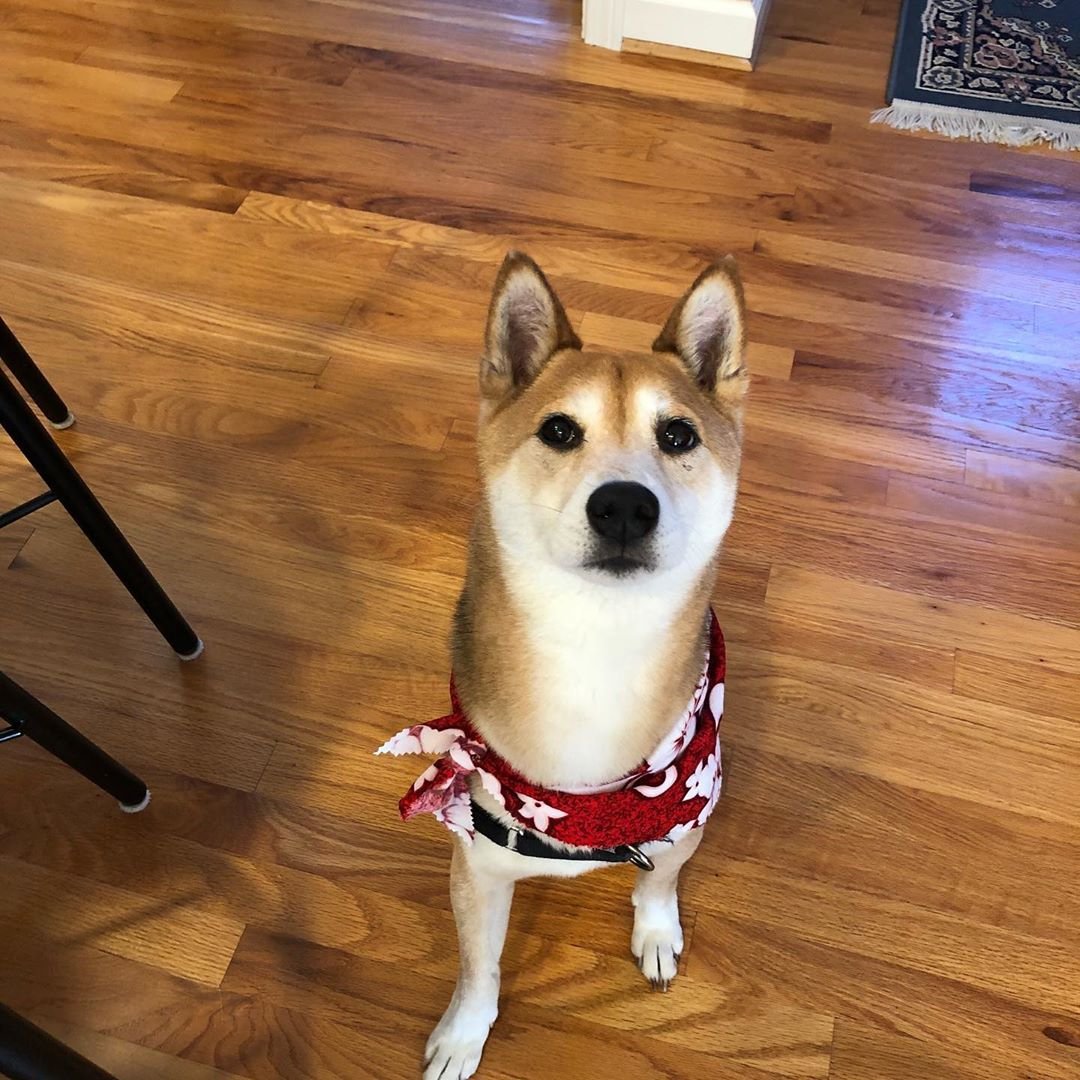 A Shiba Inu sitting on the floor with its sad face